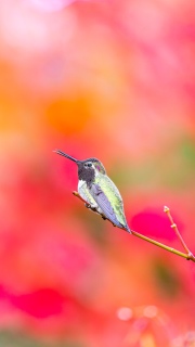 Male Annas hummingbird