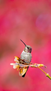 Annas hummingbird