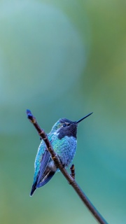 Male Annas hummingbird