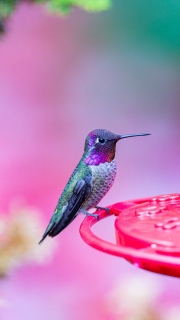 Male Annas hummingbird