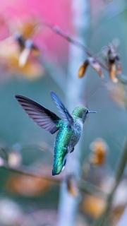 Annas hummingbird
