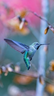 Annas hummingbird