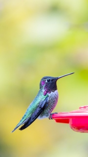 Male Annas hummingbird