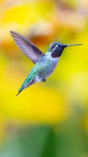 Male Annas hummingbird