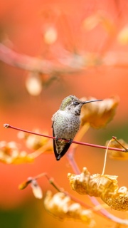 Annas hummingbird