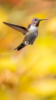 Annas hummingbird