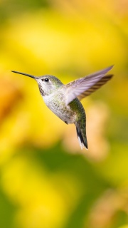 Annas hummingbird