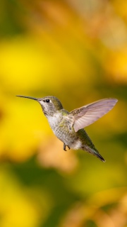 Annas hummingbird