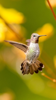 Annas hummingbird