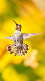 Annas hummingbird