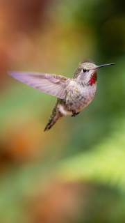 Annas hummingbird